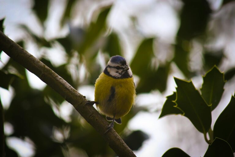 Beginner Tips for Backyard Birdwatching: A Simple Guide to Getting Started